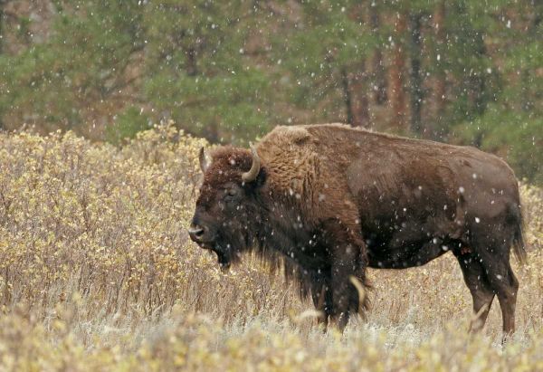 South Dakota, Custer SP Bison in autumn snowfall